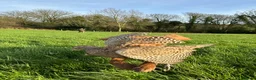 Cocker Spaniel dogs for stud: Milk Hobnob ‘Crumpet’ for Stud  in Bridport - Advert 11