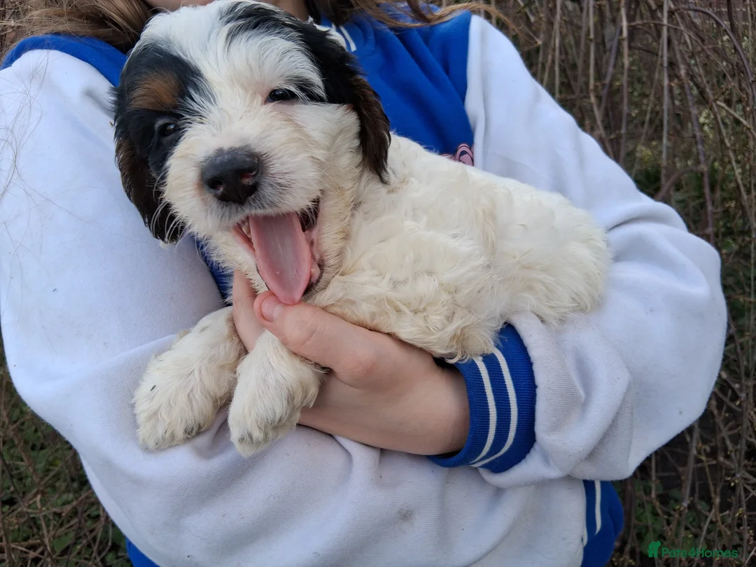 Cockapoo dogs for sale: Stunning cockerpoo puppies ready mid March - Advert 18