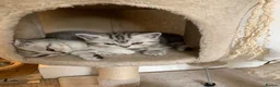 British Shorthair cats for sale: British short hair kittens  - Advert 20