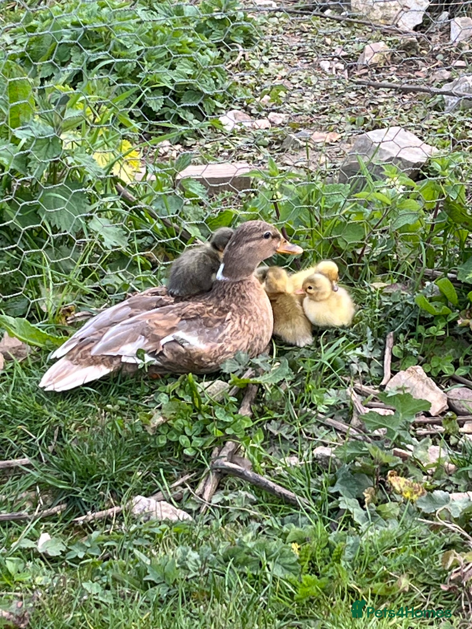 Ducks poultry Call ducklings  - Advert 18