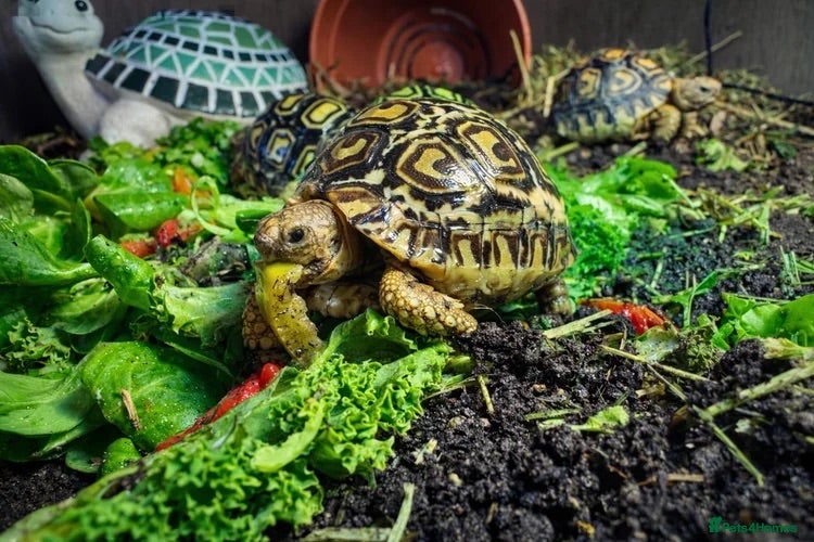 Tortoise reptiles BABY LEOPARDS & SET UPS - Advert 2