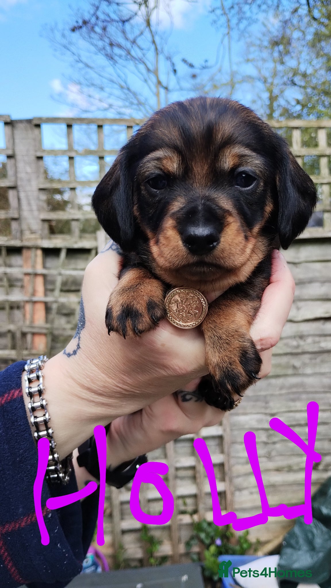 Dachshund dogs Adorable puppies4sale♥️💙 - Advert 2