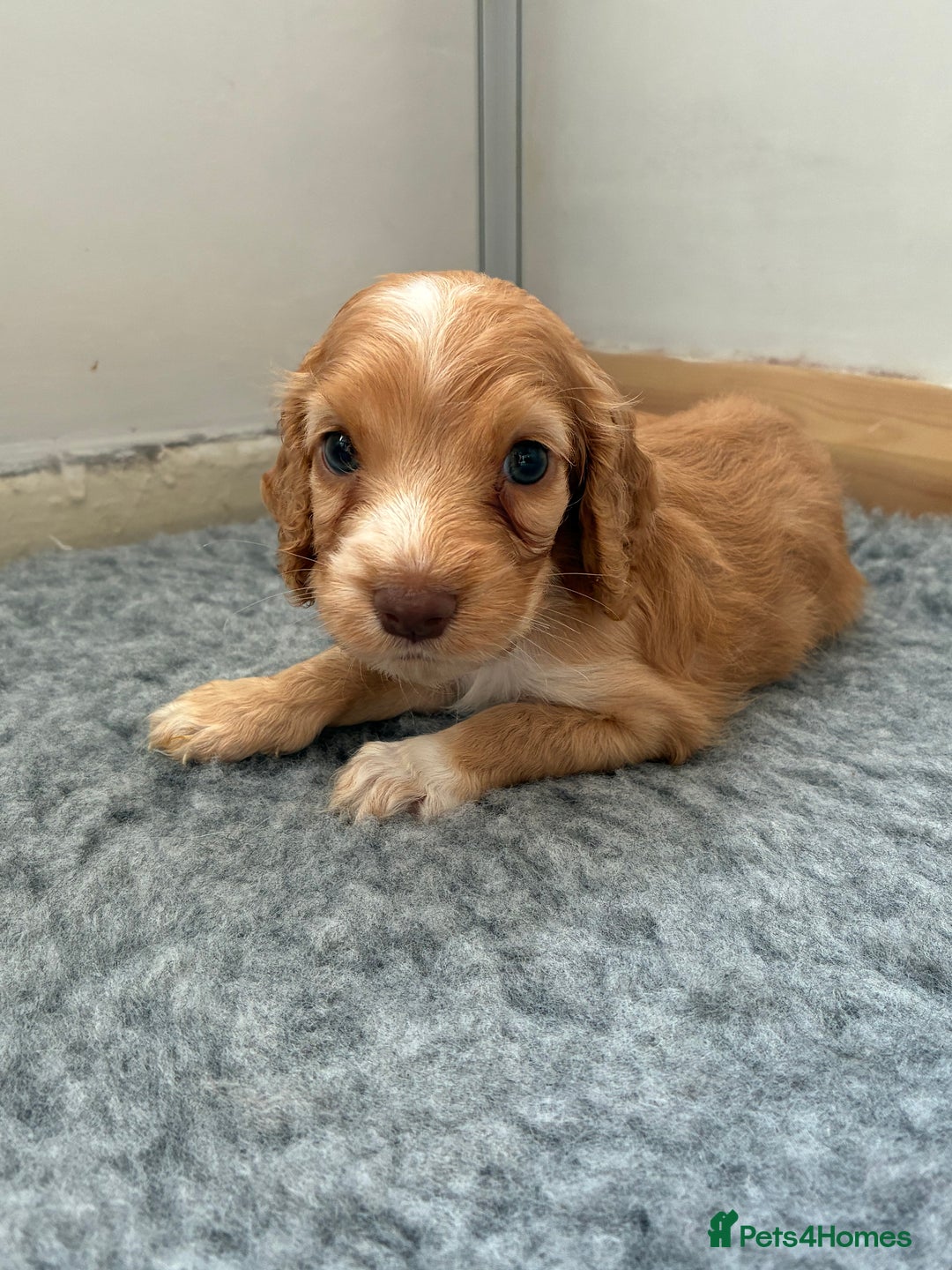 Cocker Spaniel dogs for sale: Beautiful cocker spaniels  - Image 6