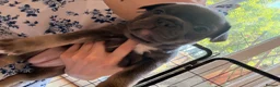 French Bulldog dogs for sale: French bulldog puppies  - Advert 19