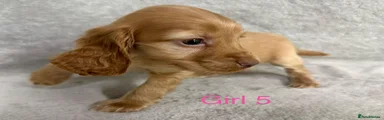 Cocker Spaniel 9