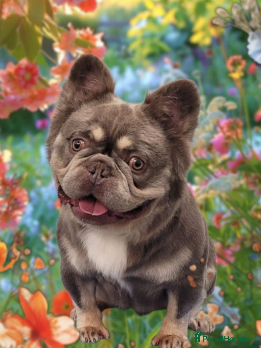 French Bulldog dogs for stud: Wolfie (Wolf of Wallstreet) - Advert 3