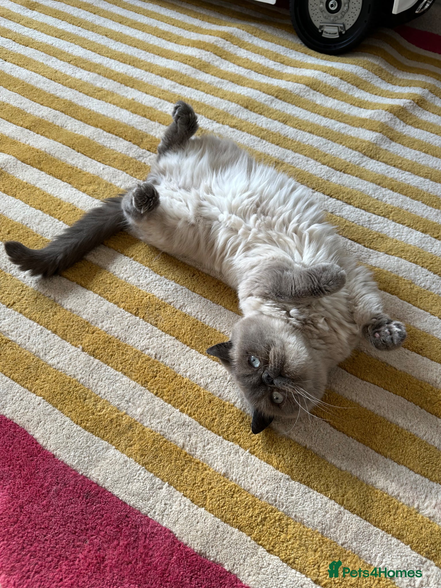 Exotic cats for sale: Rufus is looking for a new home  - Advert 1