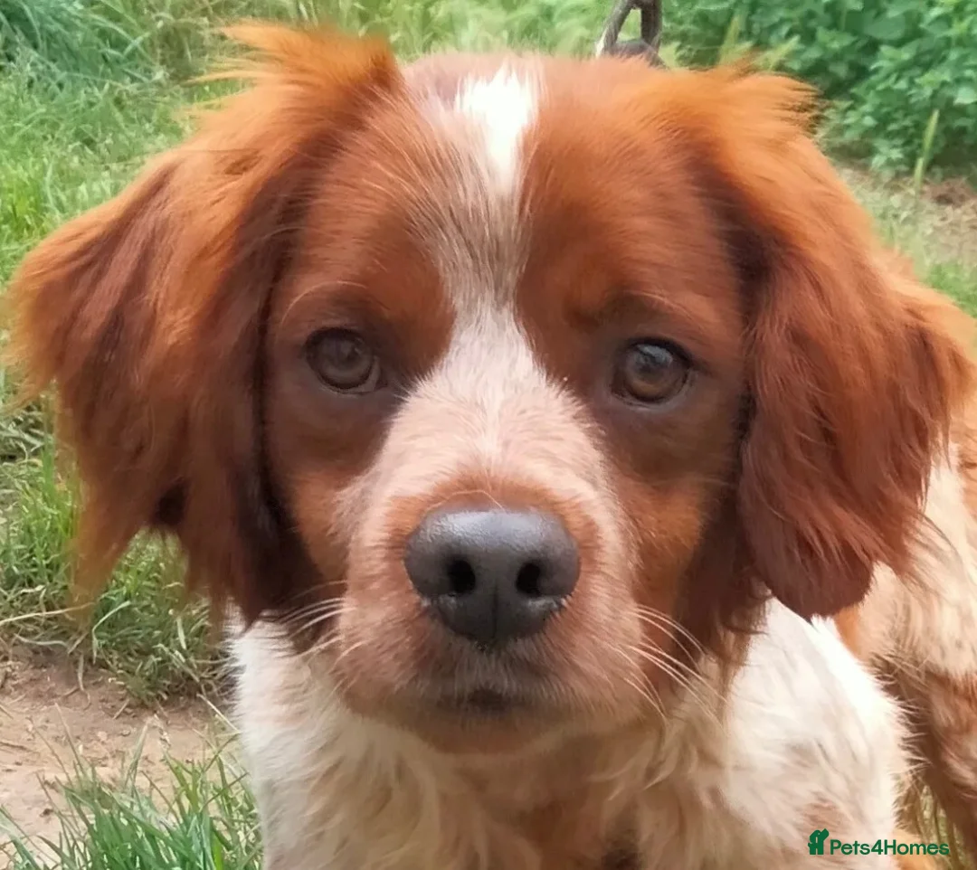 Brittany Spaniel dogs for adoption: Xenon - 3 year old Brittany  - Advert 1
