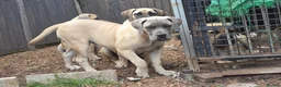 Boerboel dogs for sale: SABBS REGISTERED KENNEL - Advert 8