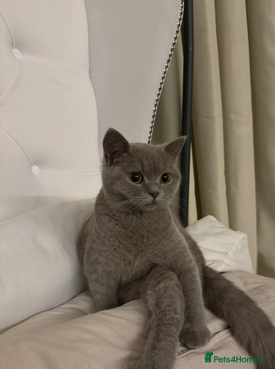 British Shorthair cats for sale: 4 British Shorthair Kittens in Batley - Advert 2