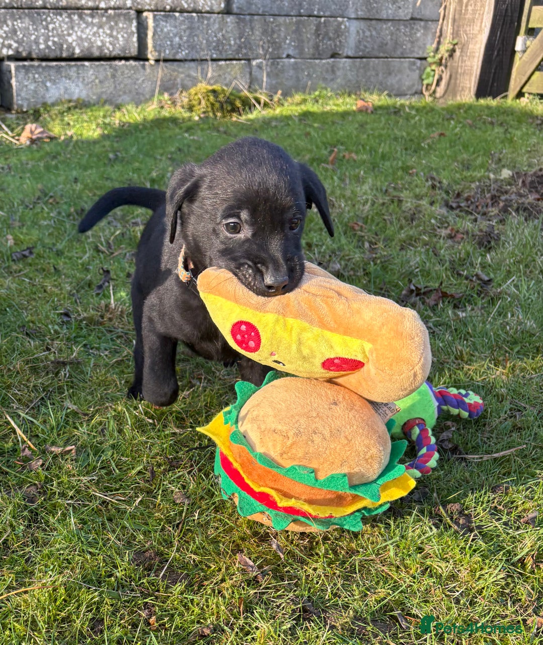Labrador Retriever dogs for sale: Ready to leave now 3 gorgeous males pups left  - Advert 30