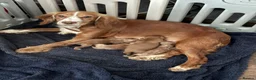Cockapoo dogs for sale: 🐶 Red Health tested Cockerpoos 🐶 - Advert 1
