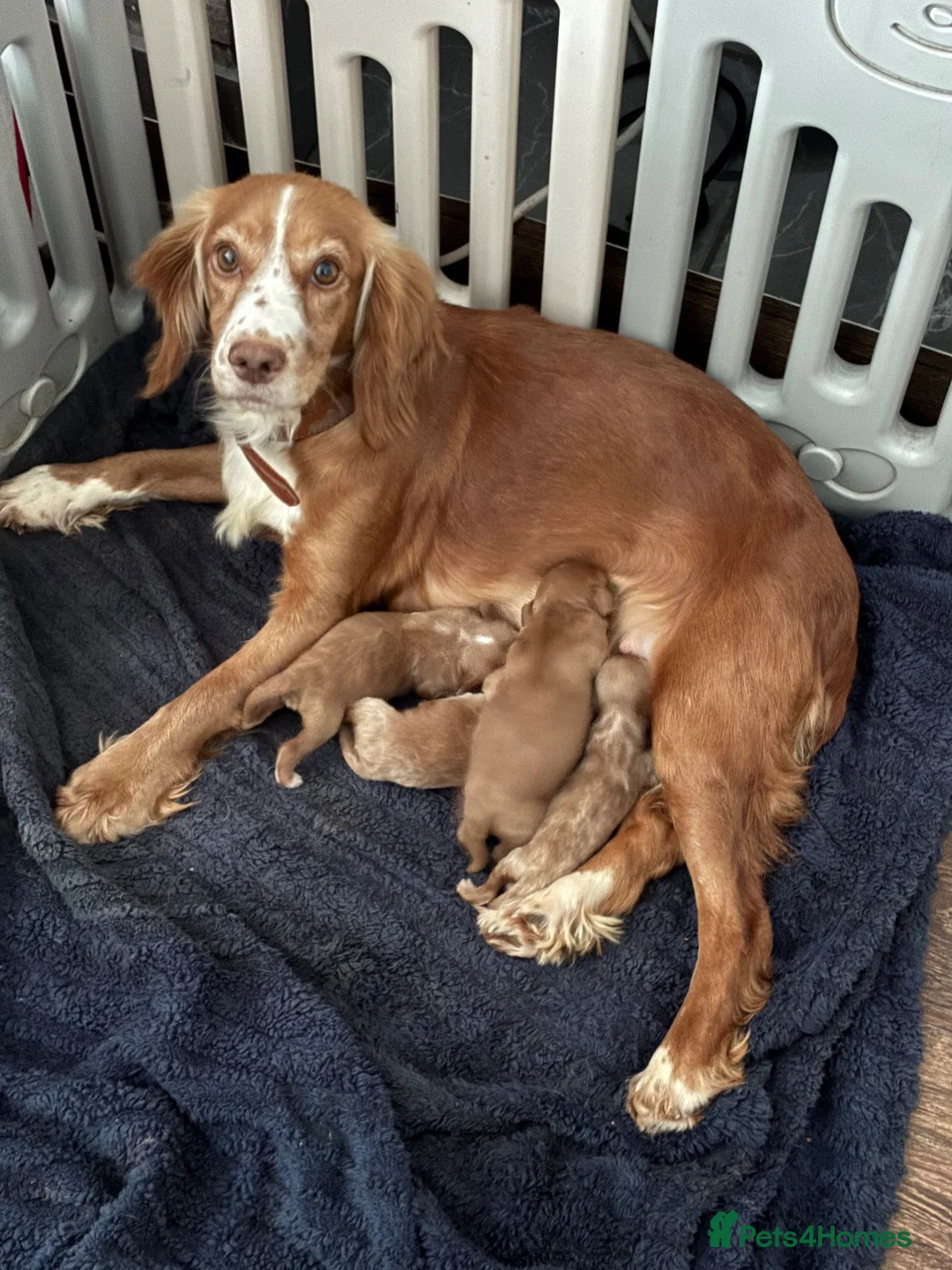 Cockapoo dogs for sale: 🐶 Red Health tested Cockerpoos 🐶 - Advert 1