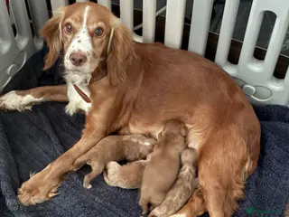 Cockapoo dogs 🐶 Red Health tested Cockerpoos 🐶 - Advert 4