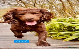 Sprocker dogs for sale: Last 2 girls available chocolate Sprockers - Image 14