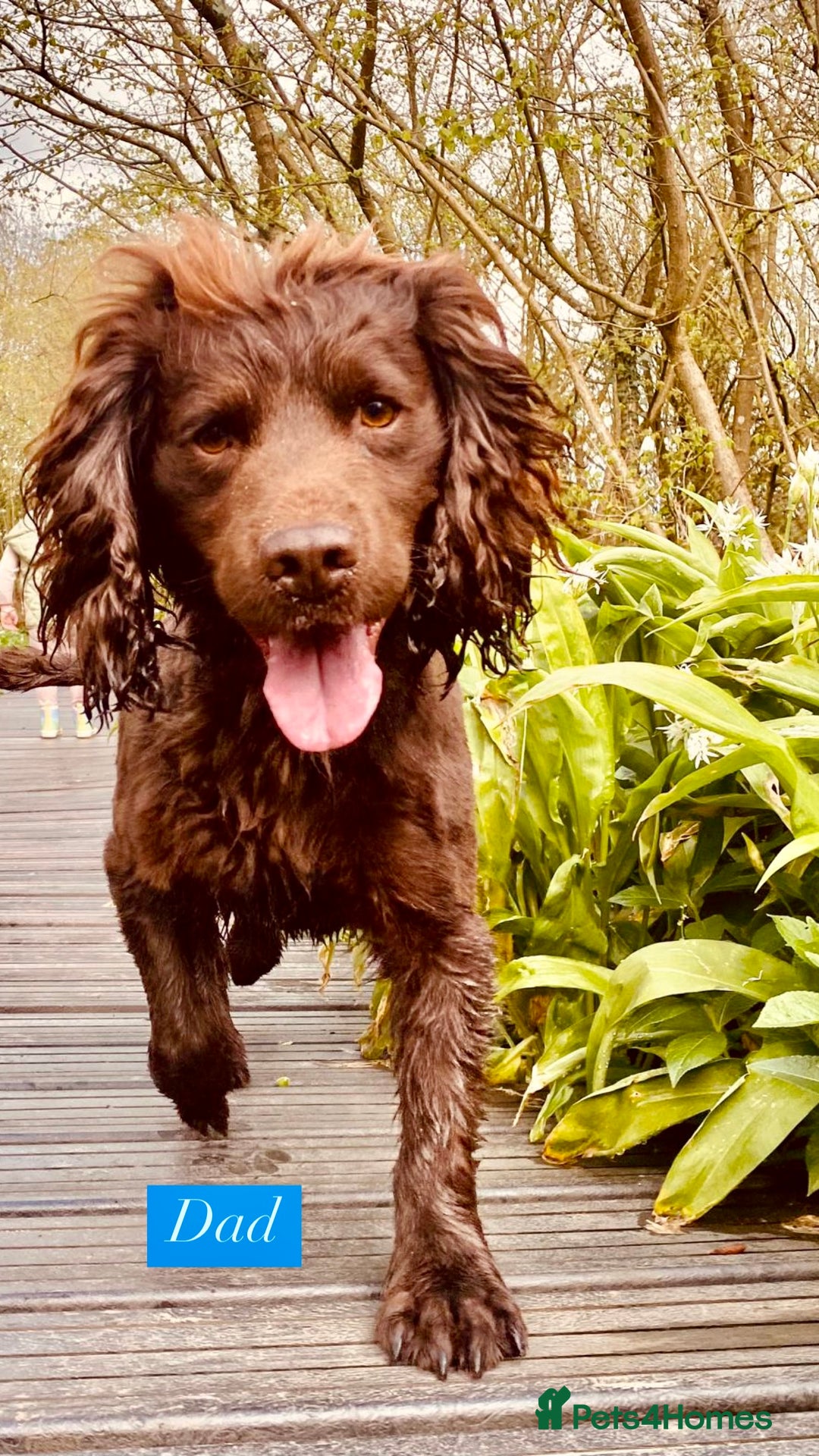 Sprocker dogs for sale: Last 2 girls available chocolate Sprockers - Image 14
