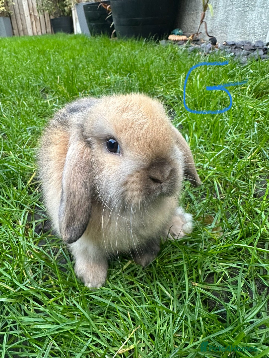 Mini Lop rabbits for sale: Mini Lop Rabbits For Sale  - Advert 15