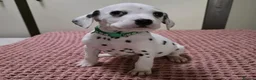 Dalmatian dogs for sale: A Symphony of Spots & Sweetness–Dalmatian Puppies in Oxford - Advert 4