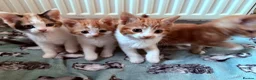 Aegean cats for sale: Aegean Kitten Female looking for forever home ❤️ - Advert 11