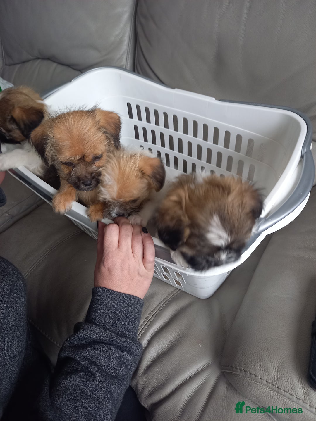 Mixed Breed dogs for sale: Shih tzu cross Jack Russell - Image 5