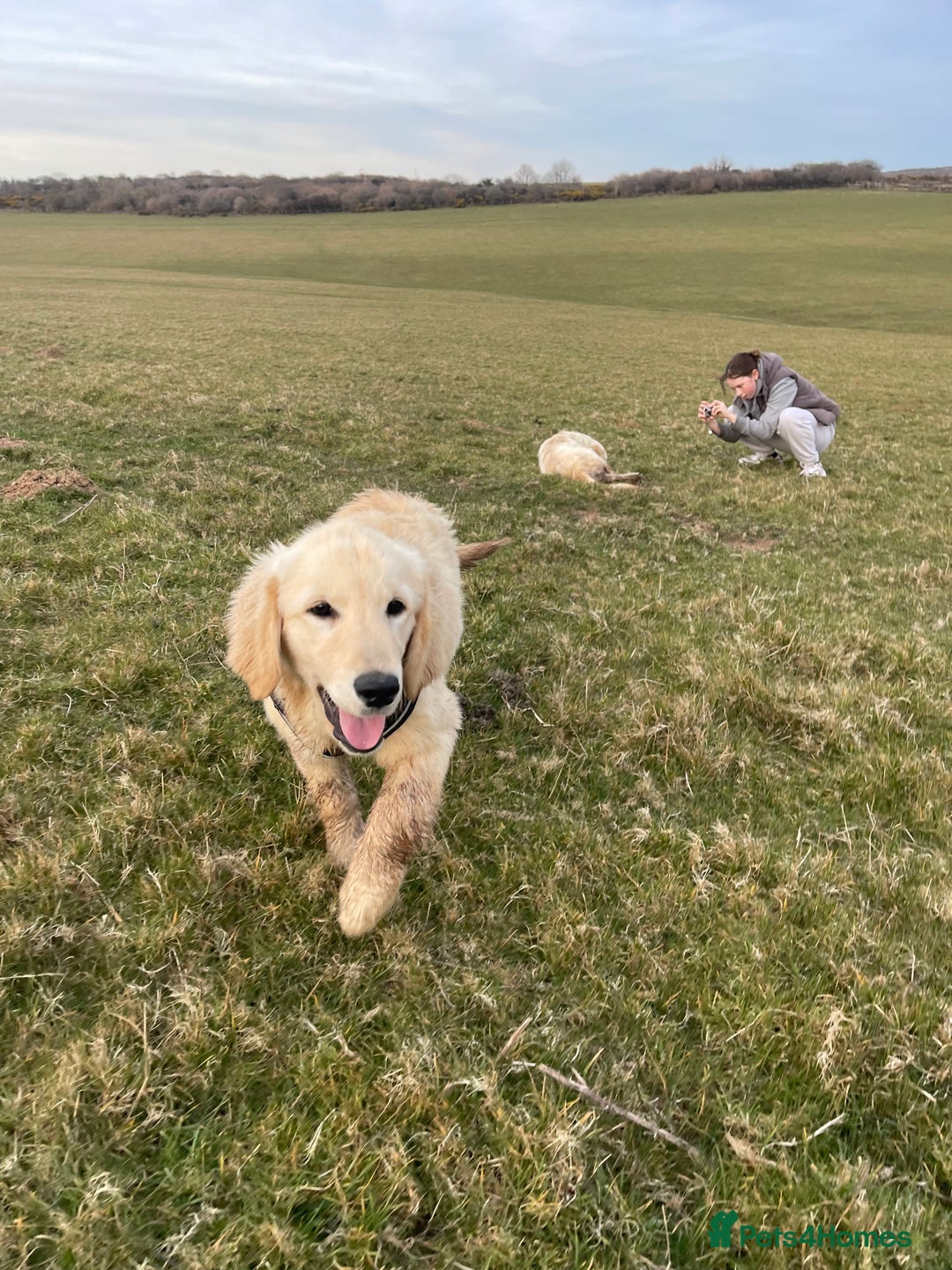 Golden Retriever dogs for sale: 1 year old male golden retriever  - Advert 2