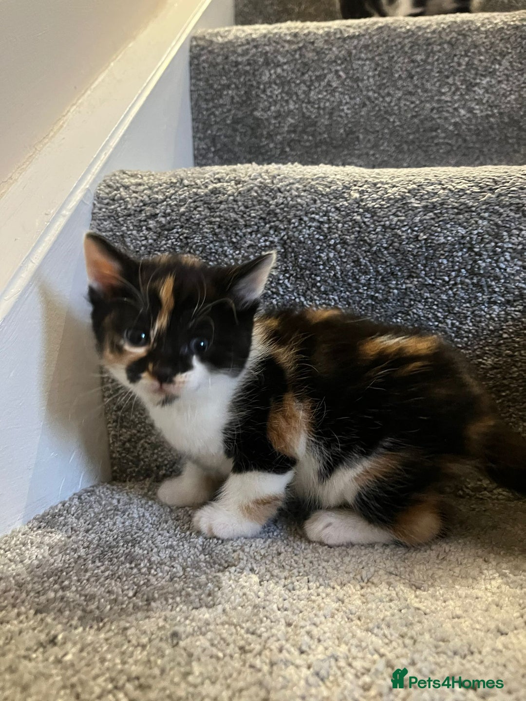 Mixed Breed cats for sale: Loving kittens - Advert 3