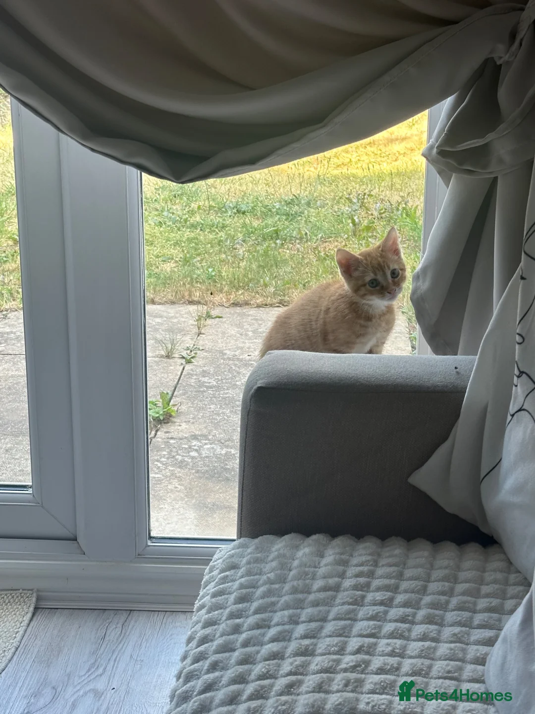 Mixed Breed cats for sale: 9 week old ginger kitten - Advert 1