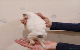 Whippet dogs for sale: Beautiful KC Reg Whippet Puppies - Advert 26