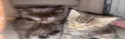 Mixed Breed cats for sale: Four beautiful kittens  in Swansea - Advert 14