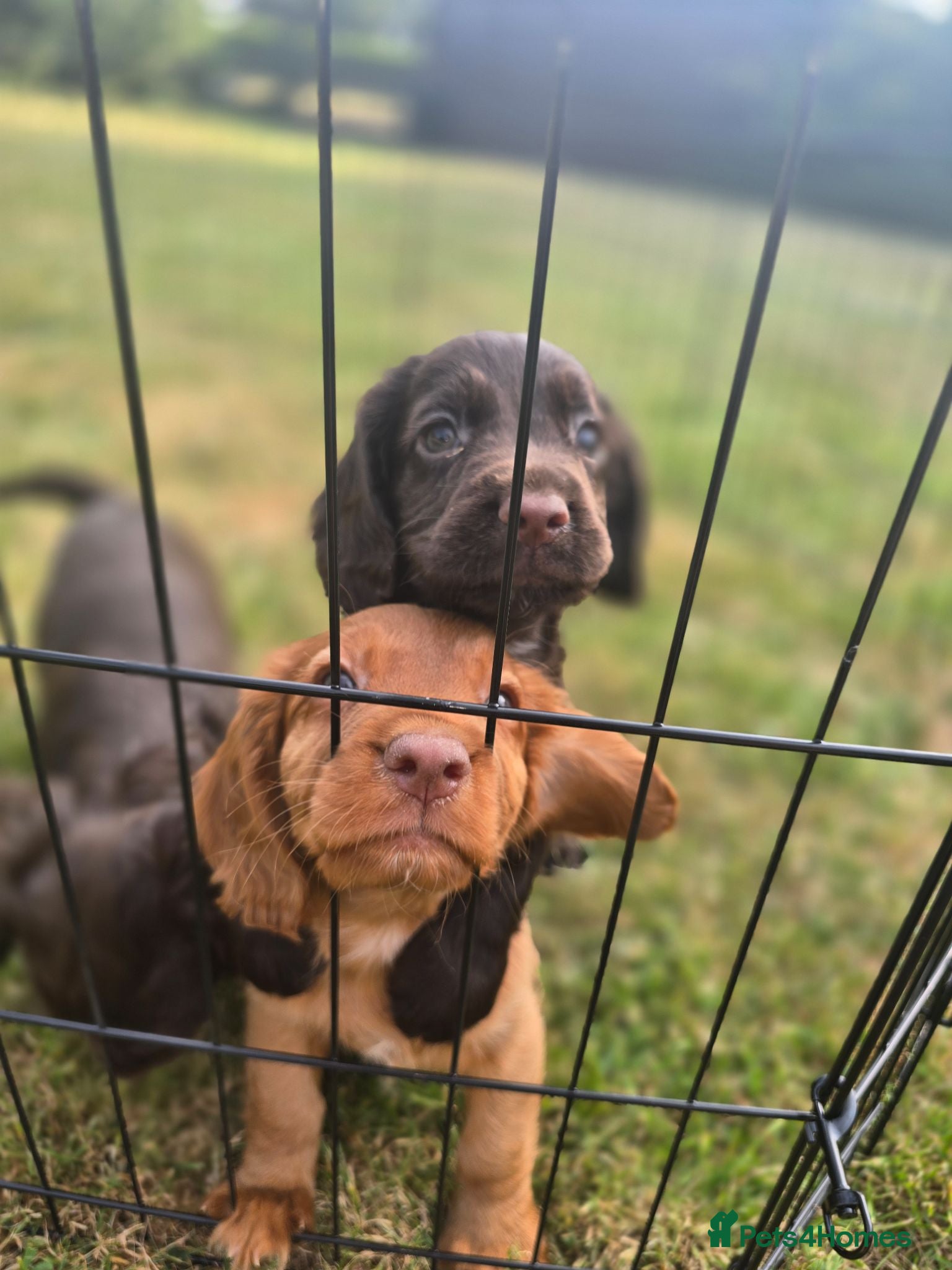 Cocker Spaniel dogs Countryside raised working cocker spaniel puppies  - Advert 1