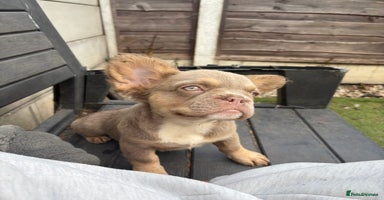 French Bulldog dogs - Advert 5