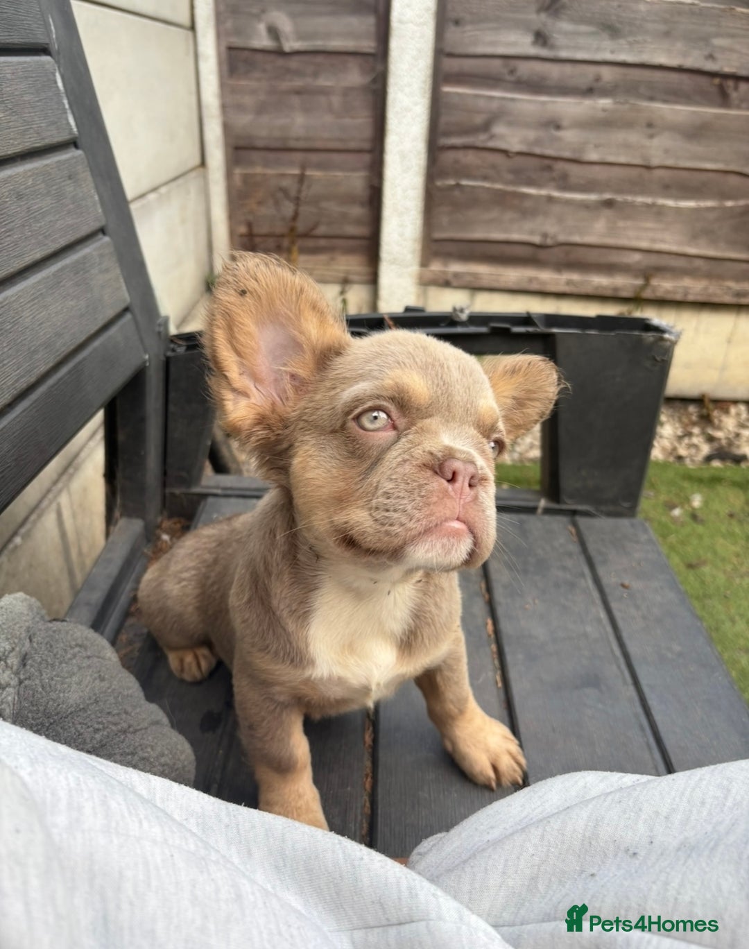 French Bulldog dogs for sale: Beautiful French bulldog girls (ready now) - Image 3