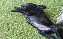 Sprocker dogs for sale: SPROCKER PUPPIES  - Image 3