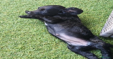 Sprocker dogs - Advert 3