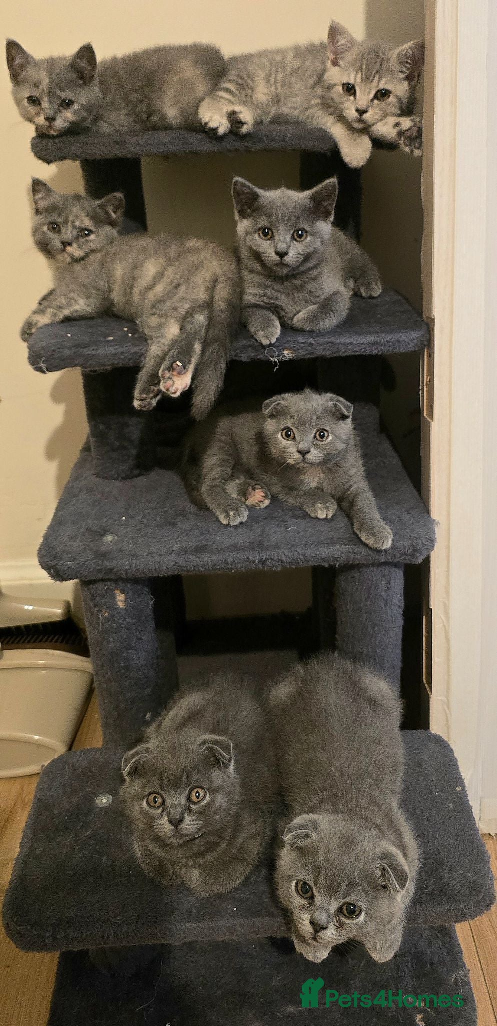 Scottish Fold cats TICA Vaccinated&Ready  toLeave SCOTTISH FOLD  - Advert 2