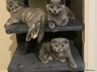 Scottish Fold cats TICA Vaccinated&Ready toLeave SCOTTISH FOLD - Advert 2