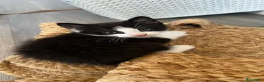 Kitten 3 (boy)
