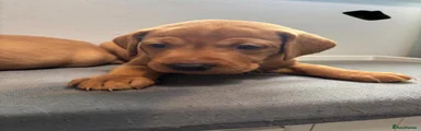 Labrador Retriever 7