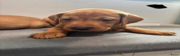 Labrador Retriever dogs for sale: 10 adorable fox red Labrador puppies  - Advert 33