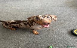 Miniature Dachshund dogs for sale: Miniature Chocolate Dapple Dachshund  - Image 3