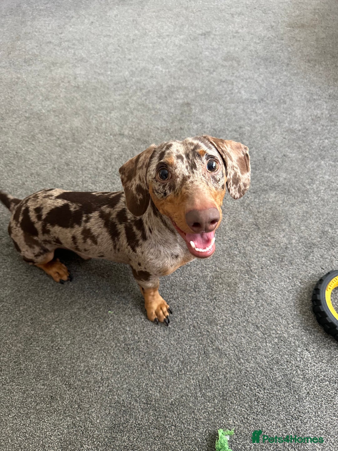 Miniature Dachshund dogs for sale: Miniature Chocolate Dapple Dachshund  - Image 3