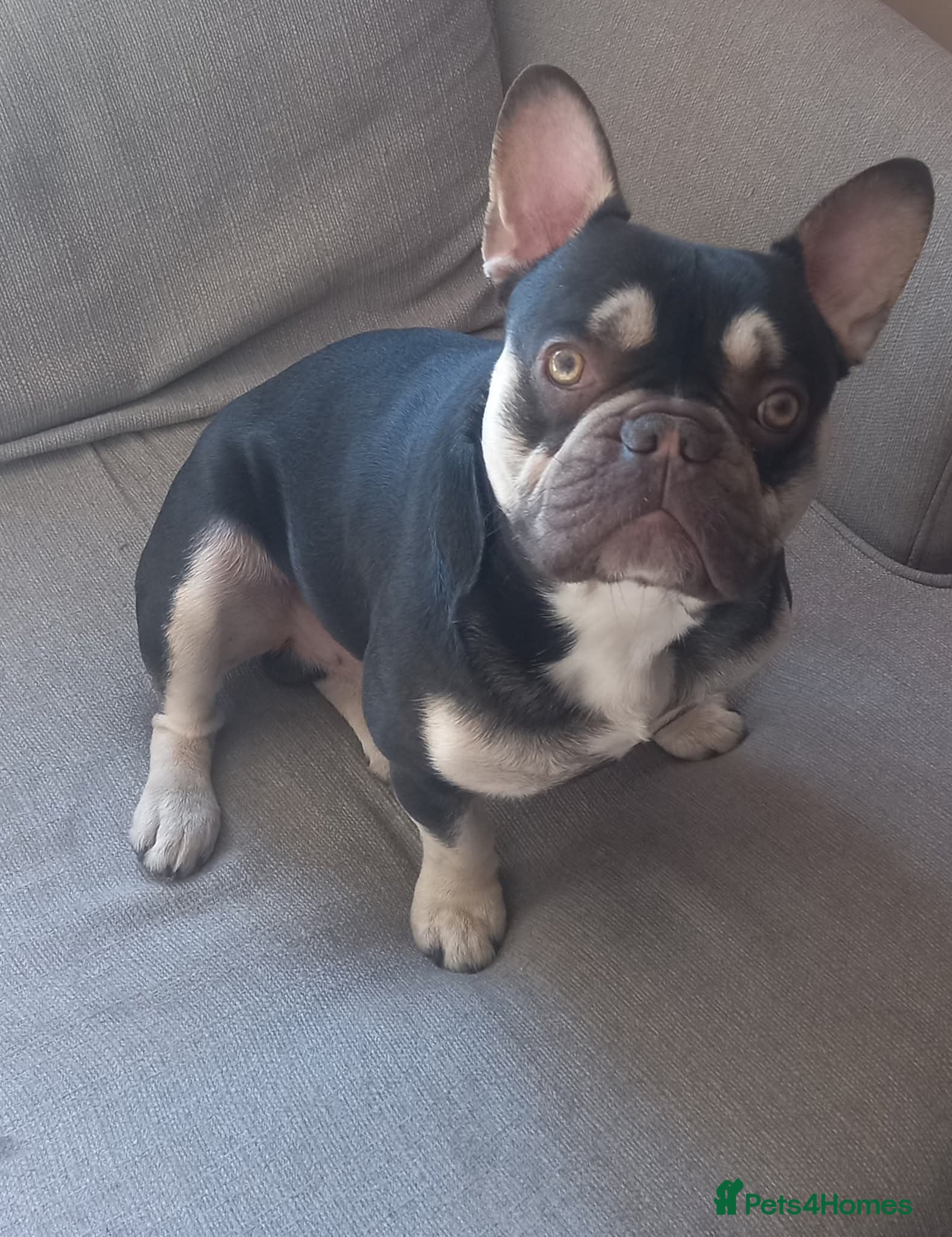 French Bulldog dogs Beautiful frenchie for stud - Advert 3
