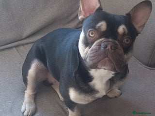 French Bulldog dogs Beautiful frenchie for stud - Advert 1