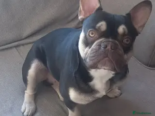 French Bulldog dogs Beautiful frenchie for stud - Advert 20