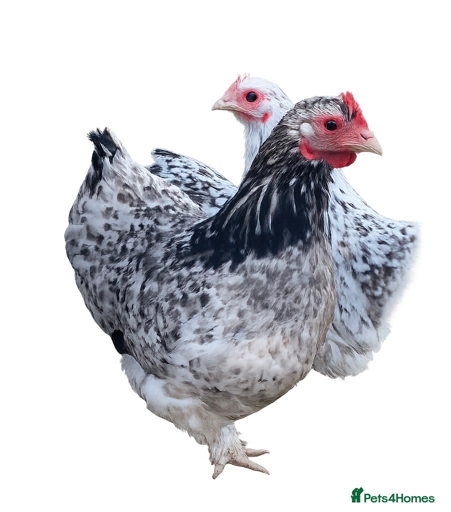 Chickens poultry Pekin Point of Lay Females  - Advert 2