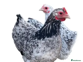 Chickens poultry Pekin Point of Lay Females - Advert 2