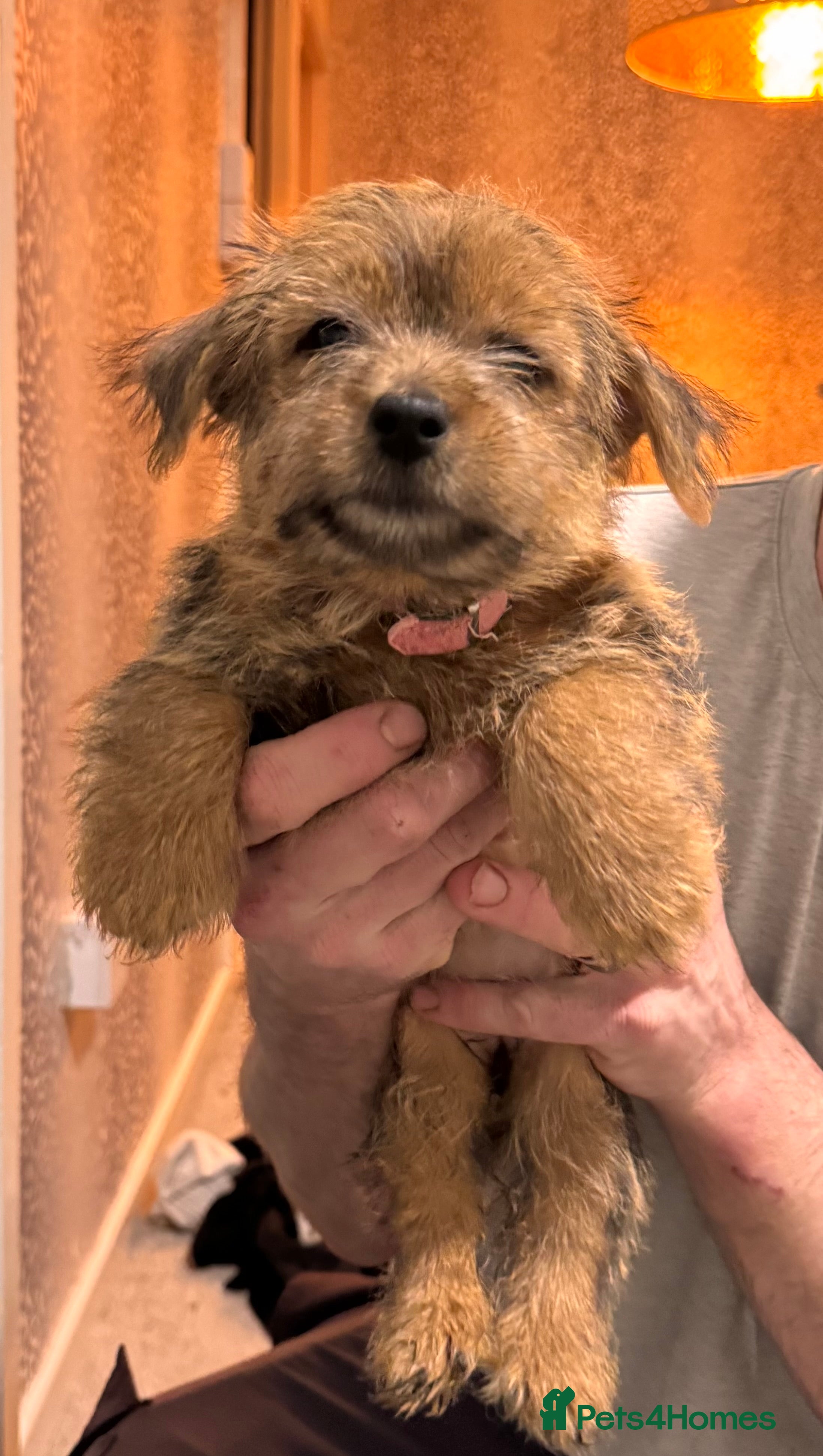 Norfolk Terrier dogs Ready now Kc registered Norfolk bitch pups  - Advert 2
