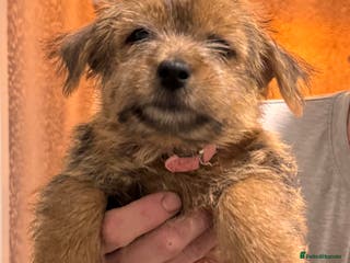 Norfolk Terrier dogs Ready now Kc registered Norfolk bitch pups - Advert 2