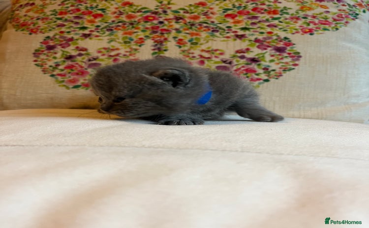 British Shorthair cats - Advert 14