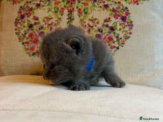 British Shorthair cats - Advert 2